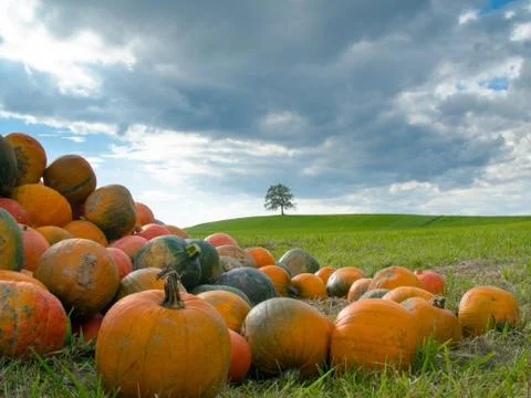 Tree in autum Stock-Fotos