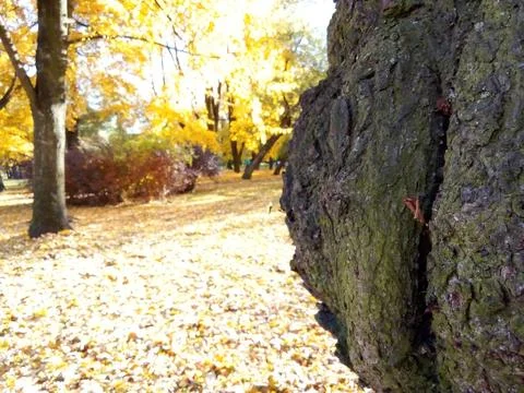 Tree with autumn background Stock Photos