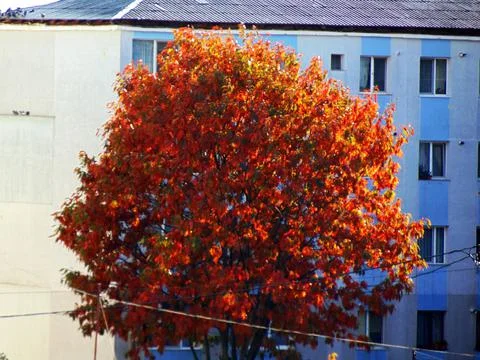 Tree in the autumn - Baia Mare Foto stock