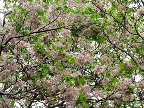 Tree in autumn bloom Stock Photos