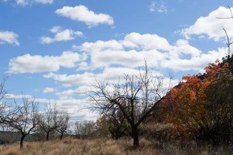 Tree in autumn in Bogarra Stock Photos