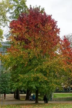 Tree in Autumn, Brussels Stockfoto's