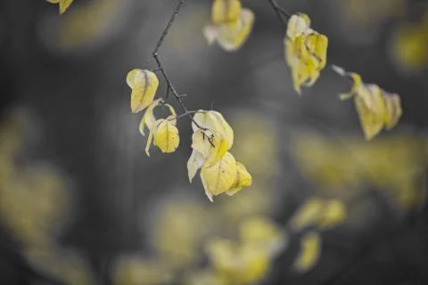 Tree in autumn, closeup, macro Stock Photos