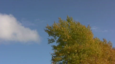 Tree in autumn color Stock Footage 547582