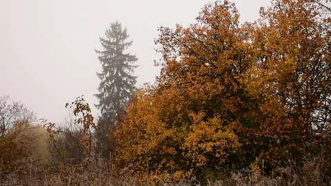 Tree in autumn color Stock Footage 117295025
