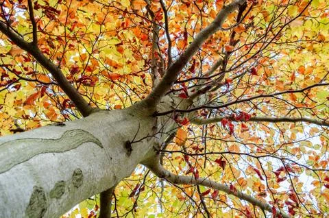 Tree in autumn colors Stock Photos