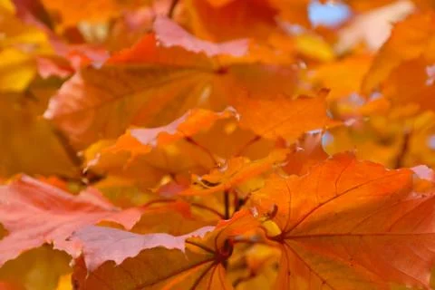 Tree in autumn colors Stock Photos