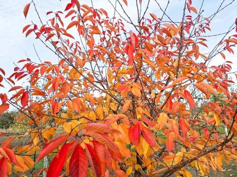 Tree in autumn colors 스톡 사진