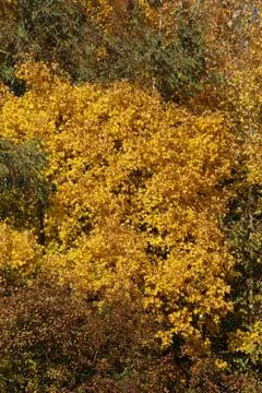 Tree in autumn colours Stock Photos
