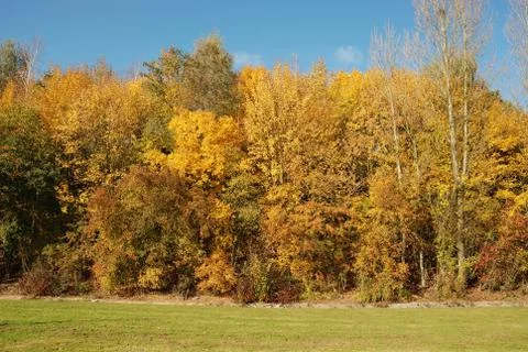 Tree in autumn colours Stock Photos