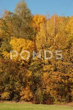 Tree in autumn colours Stock Photos