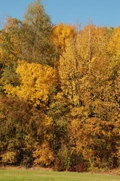 Tree in autumn colours Stock Photos