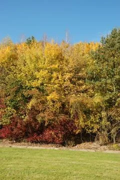 Tree in autumn colours Stock Photos