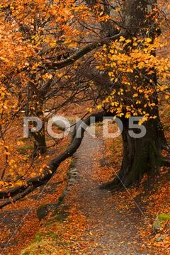 Tree in autumn colours at Ullswater, Lake District, England Stock Photos