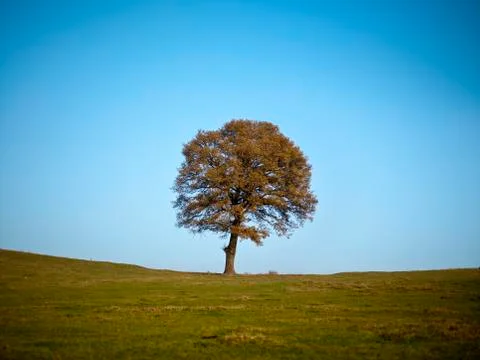 Tree on autumn day Stock Photos