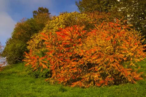 Tree on an autumn day. Stock Photos
