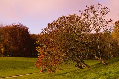Tree on an autumn day. Stock Photos