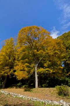 Tree autumn, fall 스톡 사진
