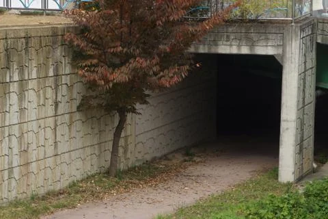 A tree with autumn foliage falling in front of the underpass. Stock Photos