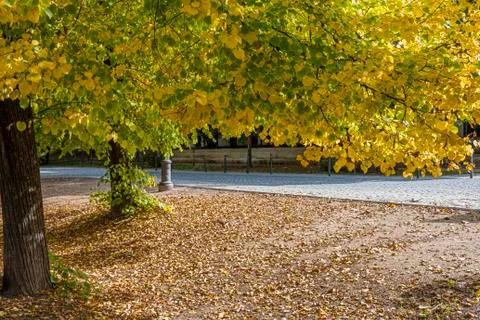 Tree with autumn foliage next to a path in aranjuez. Madrid Spain Stock Photos