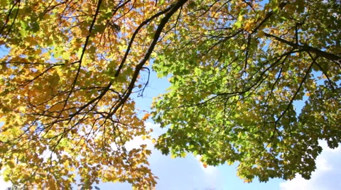 Tree in autumn Stockbeeldmateriaal 905445