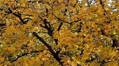 Tree autumn Stock Footage 8931640