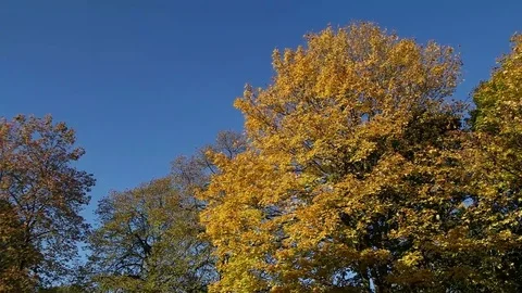 Tree in the autumn Stockbeeldmateriaal 81362446