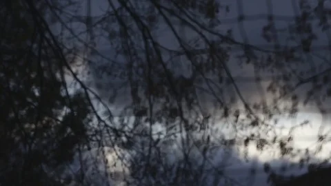 Tree autumn Video stock 82263863