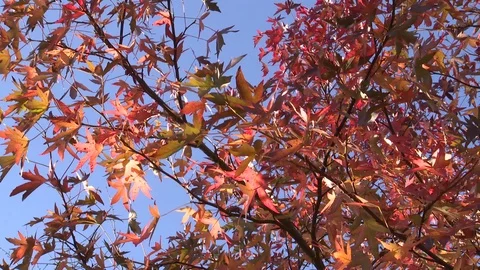 Tree in autumn Stock Footage 98678744
