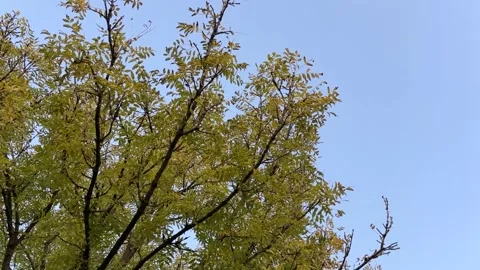 Tree in autumn Stock Footage 289296951