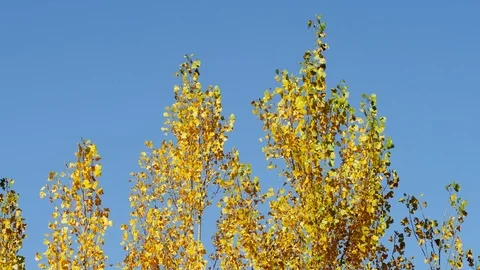 Tree, Autumn, Leaf, Clear Sky, Outdoors, Day, Nature, Beauty In Nature, Medium Stock Footage 94052161