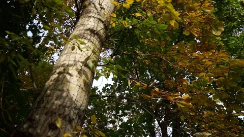 Tree with autumn leaves. 2 Stock Footage 96155639