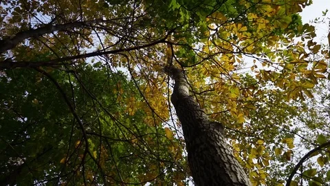 Tree with autumn leaves. 3 Stock Footage 96155562