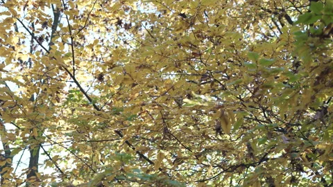 Tree with autumn leaves Stock Footage 142808631