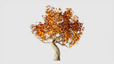 Tree Autumn With Leaves Grows Alpha Channel Stock Footage 262725024