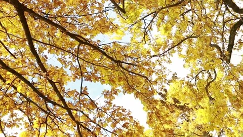 A tree in autumn leaves. Oak. Stock Footage 80913058
