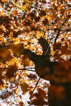 Tree in autumn, lower view Stockfoto's