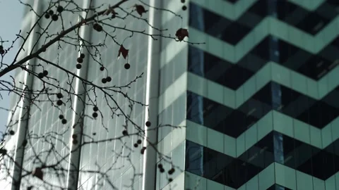 Tree in autumn next to skyscraper in Sydney tilt shift 4K Stock Footage 220559812