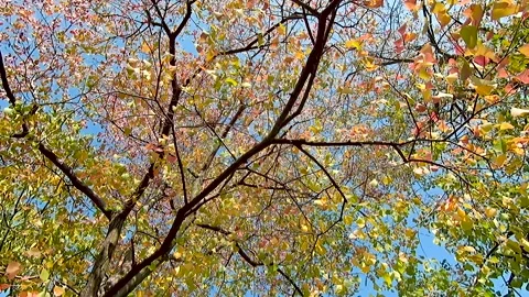 A tree in the autumn park, shooting around it. Video stock 229836699