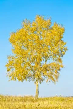 Tree in autumn Stock-Fotos