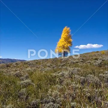 Tree in Autumn Stock Photos