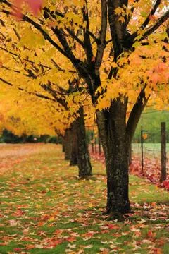 Tree in autumn Stock Photos