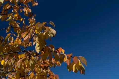 Tree in autumn Stock Photos