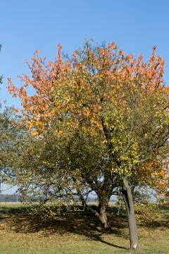 Tree in autumn Stock Photos