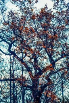 Tree in autumn Stock Photos
