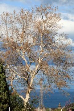 Tree in autumn Stock Photos