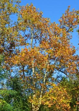 Tree in autumn Stock Photos