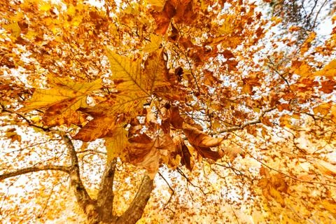 Tree in autumn Stock Photos