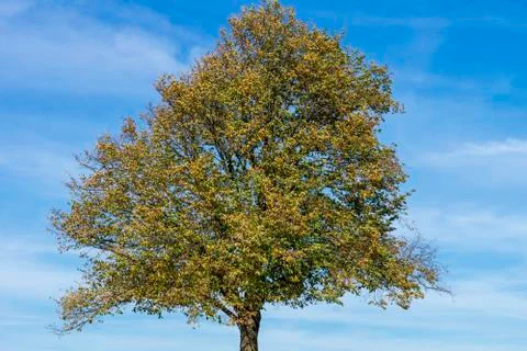 Tree in autumn Stock Photos