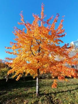 Tree in autumn Stock Photos